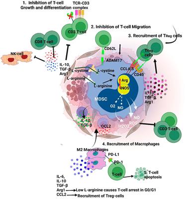 Modulation of T-cell function by myeloid-derived suppressor cells in hematological malignancies